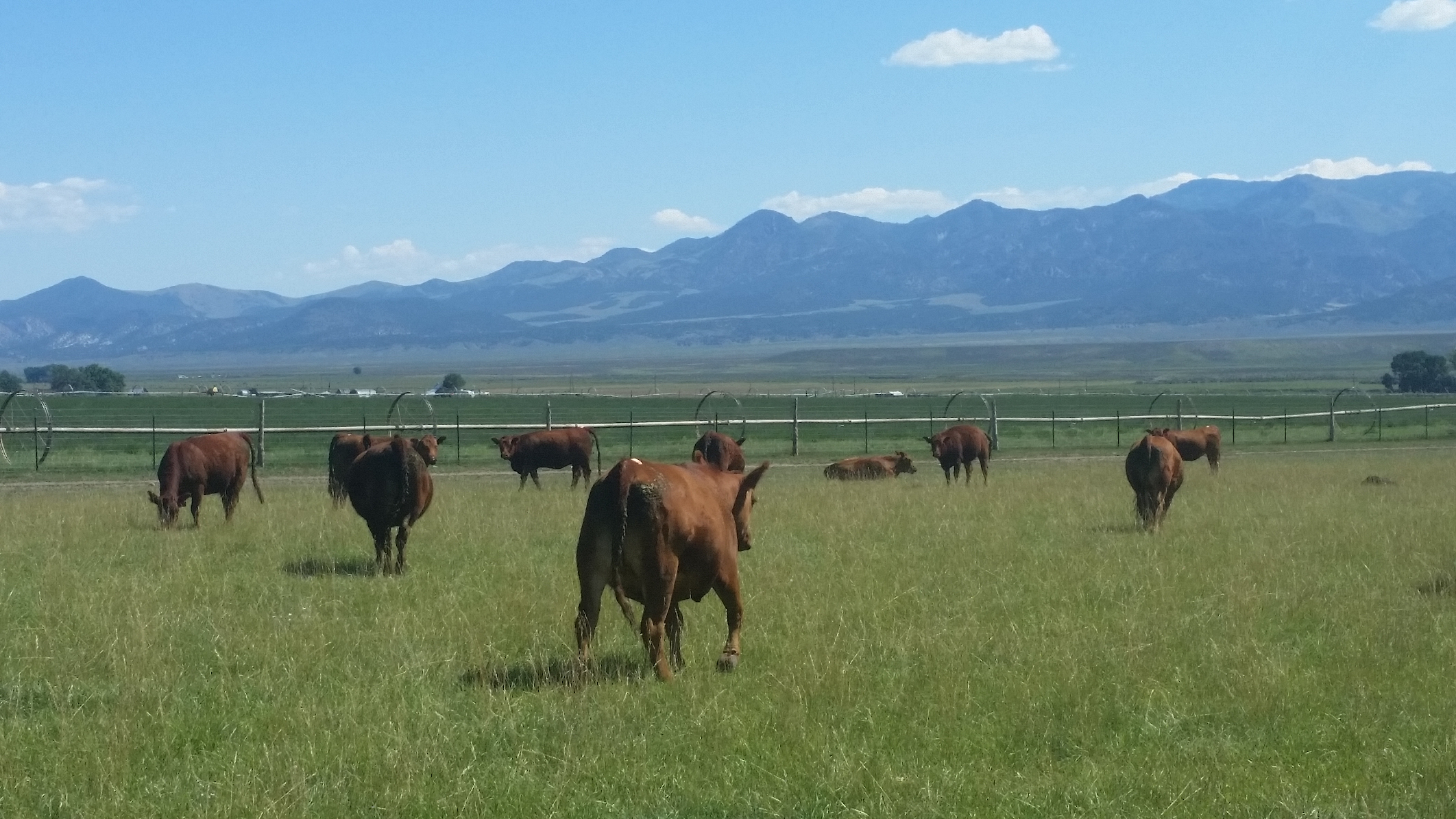 Blue Gold™ Cattle and Earthworm Testimony From Bar 10 Ranch, St. George, Utah