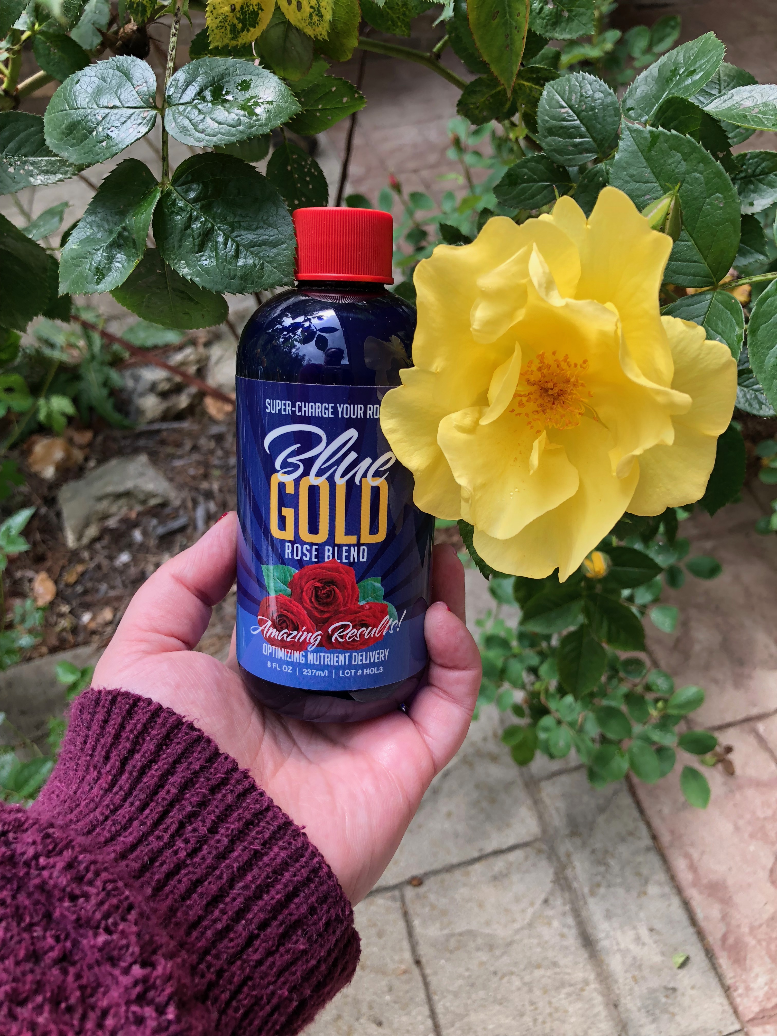 Blue Gold Rose Eden Greenhouse Gardening Hydroponics Raised Beds Nursery Plants Rose Pest Control