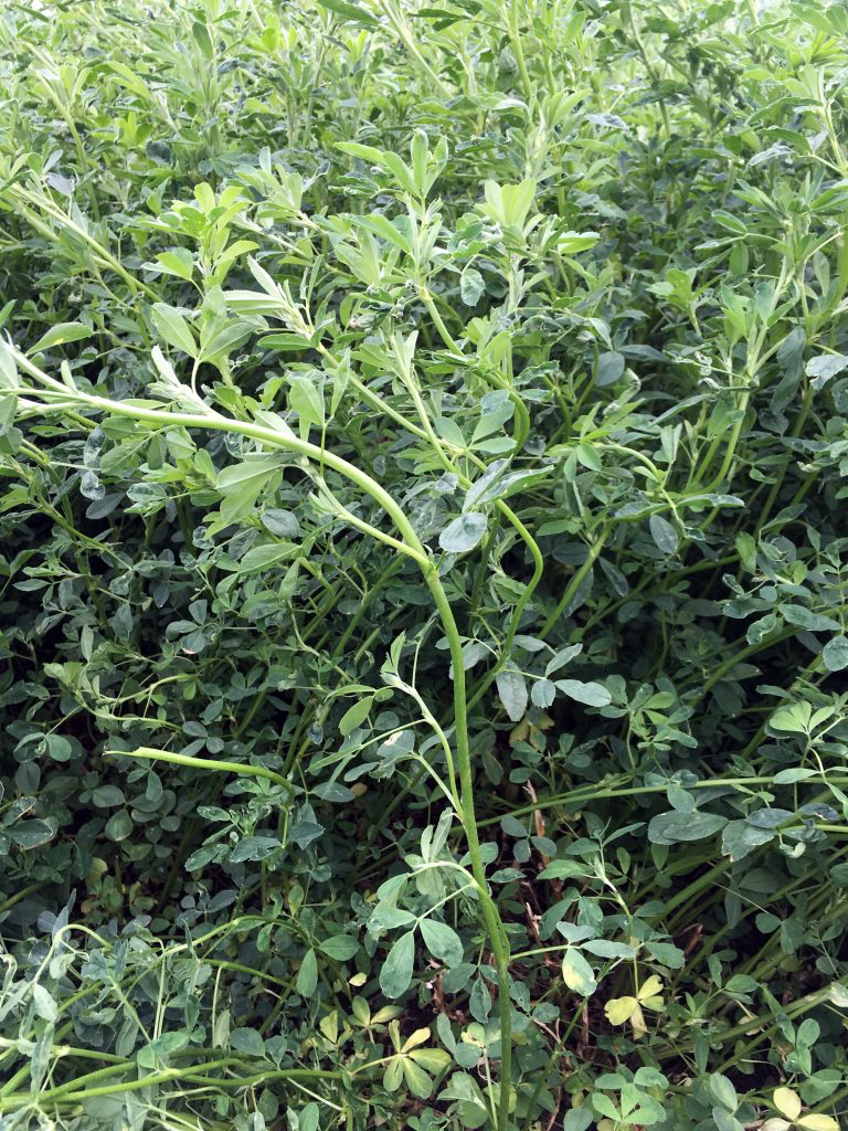 The nonyielding GMO Alfalfa produces and yields more after being treated with Blue Gold™ Alfalfa Blend. The internode spacing you see in the photos (above and below) is far from standard with GMO Alfalfa, but it is on the Blue Gold™ Program.