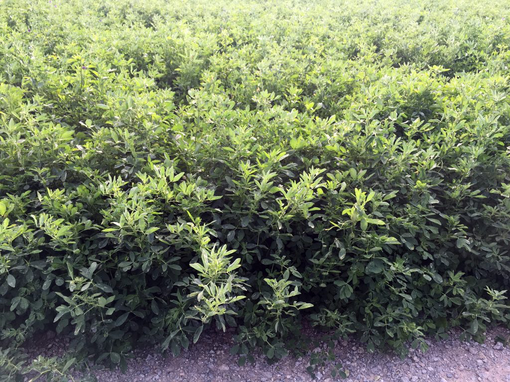 GMO Alfalfa (like below) has tendencies to turn yellow in growth. This comes from high plant sap resistance (pH) that locks out Calcium, Magnesium, Potassium, and available salts. This GMO Alfalfa had severe yellowing, before being treated with Blue Gold™ Alfalfa Blend (see the after picture below). The farmer said his GMO Alfalfa has never produced like this and is ecstatic that he is getting such dense tall growth.