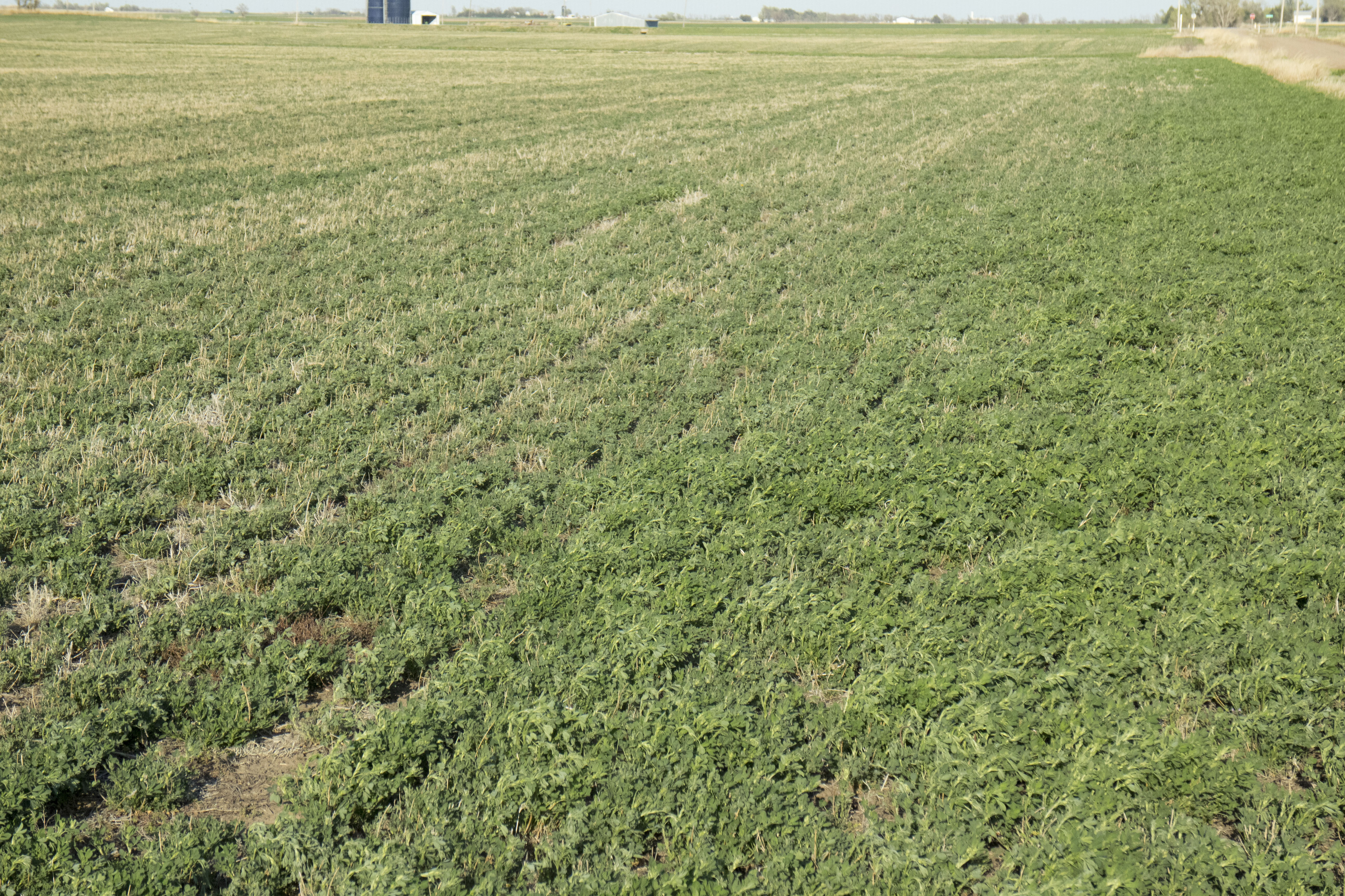Blue Gold™ Solutions grew Alfalfa with an RFV of 227.2% and Crude Protein of 26.3% on the 5th cutting, reversed yellowing & Hollow Stem Syndrome, grew very thick hay over 2’ tall, and produced 5+ tons per acre on a newly established dryland field in a drought!