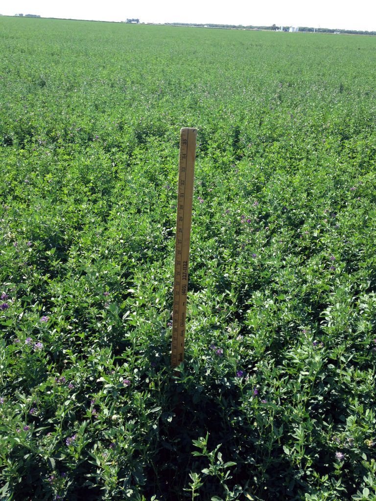 Alfalfa is a nutrient gathering machine with its ultra-deep roots. But most people do not know that most of the nutrition is gathered from the atmosphere. The biggest mistake farmers make with Alfalfa is trying to feed it too much Potassium. If you look at the stem of Alfalfa and see little black dots, this is a pure sign of Potassium Nitrate excess in the plant sap coming from the soil. Alfalfa is one crop that gets most all its Potassium from the air. This Potassium overload will set back the growth and will push the Calcium availability out of the plant. High Potassium will push available Calcium around. High Potassium soils will cause high Nitrate in the cellulose, which in turn creates nitrocellulose or gunpowder Alfalfa because the available Calcium was pushed out. Recommendations of 0-0-60 produce catastrophic conditions and pest control budgets of $100+ per acre. The understanding of forage fertility is fundamentally appalling in the modern Ag arena. Nutrition cures any and every condition in any crop when adequately balanced. Also problematic is high Magnesium. High Magnesium pushes out Nitrogen pound for pound and causes a shutdown in Alfalfa from high/higher Magnesium which escalates the problems with Potassium, Phosphate, and Calcium. A good Magnesium ration is seven parts Calcium and two parts Magnesium. To grow abundant Alfalfa requires two critical elements in proper ratios; these two elements will open the doors for all the other elements to flood in. Available Phosphate at 750 pounds per acre and available Calcium at 3,000 pounds per acre. Without these two vital available elements, in proper ratios, growing becomes troublesome. High Potassium soils with little Phosphate and pushed out Calcium creates a problematic situation whereby the insufficiency to catalyze the appropriate formation of protein and other metabolites. Phosphate is a cold tolerant mineral that is not available in mass until the soil warms up, but it is the first mineral that the Alfalfa is looking for very early. That’s why Fall elemental application and foliar are so important. As the crop sleeps for the Winter, it messages the minerals for availability. It is looking for Phosphate first, Nitrogen second, and very little Potassium third. So, Potassium is a distant third at 500% less than other significant elements. Foliar nutrient applications that work are the best available asset the farmer has in a poor or out of balance soil condition that is being rebuilt. We do not have the time to wait for years for the soil to balance so we foliar our way to production success as we are rebuilding. Pest always attacks the first cuttings mostly because the phosphate is not available in colder temperatures, so the plant BRIXX levels are low along with high salt soils that drive up the plant sap pH above 6.4 and ring the dinner bell for the pest. Early foliar applications that are plant available with phosphate and micronutrients can now utilize the pest budget towards nutrition where it belongs. Pest attack unhealthy plants period; and nutrition reverses the attacks when the plant sap is balanced at 6.4 resistance (pH). Alfalfa with Hollow Stem Syndrome shows a Phosphate of Boron deficiency. As Phosphate of Boron is the activator of Calcium. Calcium will not move into the plant without Phosphate and the Boron activator. Hollow Stem Syndrome is just a lack of proper nutrition and a proper Boron level. It is like rickets to humans. Just a deficiency. Never use a chelated solution in western Alfalfa because of the high Calcium ratios. The Alfalfa will lose its leaves because the chelate thins the protoplasm that holds the leaves to the stalk. So chelates on a high carbonate soil is a no-no; it will shed the leaves, especially during harvest. This is where the Phosphate is so essential in Western soils. You must have that Phos-Calcium ratio intact if you will begin to grow high yield Alfalfa in any soils. The real potential for Alfalfa when all nutrients are dialed in 100% is 20 tons per acre at 28% moisture with a six to six and half month growing season. We have always been taught to cut the Alfalfa pre-bloom because the protein is the highest and this is correct. What has been failed to understand and explain is that the high protein content at pre-bloom in mostly un-digestible protein. This is why ‘any’ animal will not touch Alfalfa till it blooms about 20% when they have plenty of other forage to eat. Because the animal knows the post-bloom Alfalfa carries a lower protein content, but the digestible protein is the highest at this phase of the plant production. The plant release co-enzymes at the start of bloom as this is what increases the digestibility of the hay. This is why dairy cows eat way more than they should of Alfalfa because of the lower pre-bloom digestibility. Animals will consume a third less post-bloom Alfalfa with a high nutrient and lower protein content. Watch the animals, and they will tell you whenever they are given a choice of forages to eat in front of them and will go after post-bloom Alfalfa whenever the RFV is right with the nutrients.